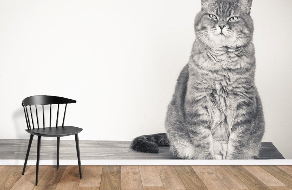 Cute Fat Cat Wallpaper Mural