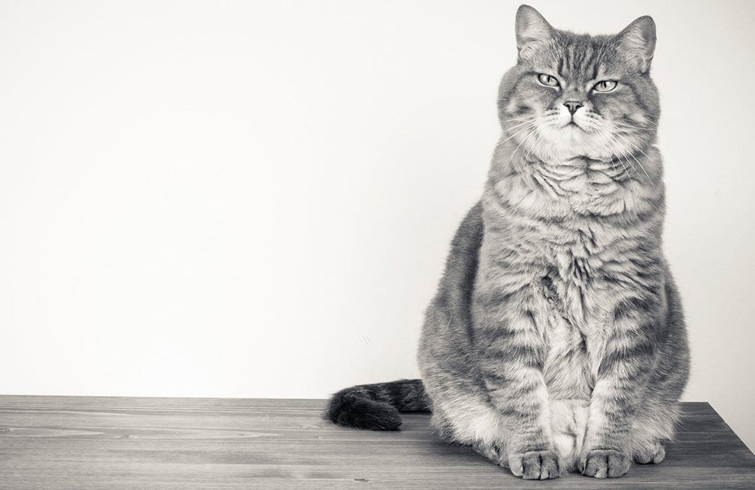 Vintage Sepia Cat Portrait Wallpaper - Classic British Feline Style Decor
