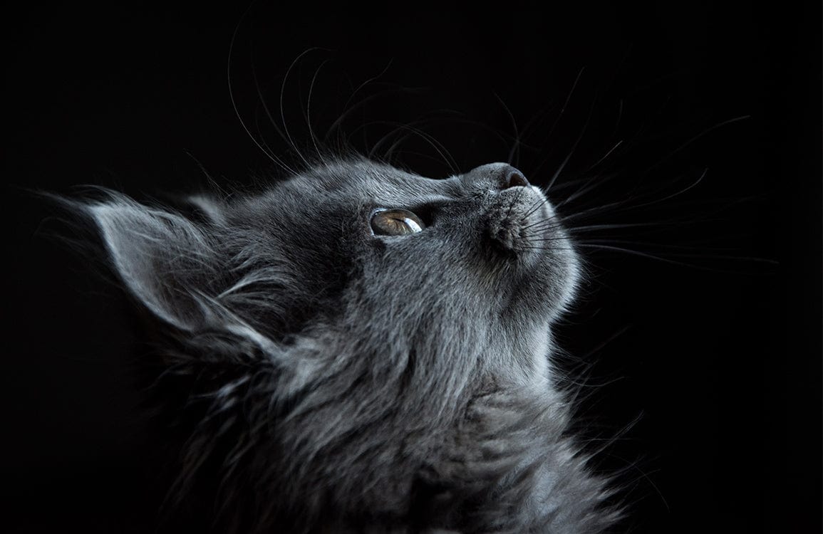 Grey Cat Silhouette Wallpaper - Elegant Feline Design for Modern Homes