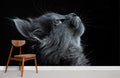 Cute Gray Cat Wallpaper Mural