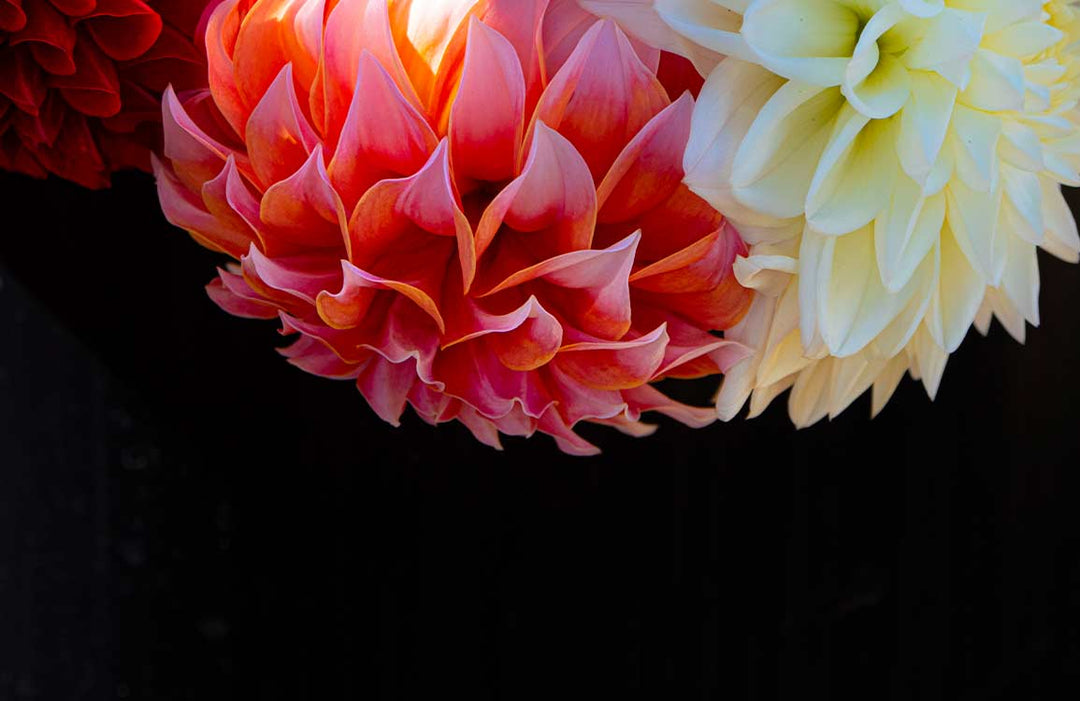 Elegant Dahlia Blooms Floral Mural Wallpaper in Vibrant Pink and Cream Tones