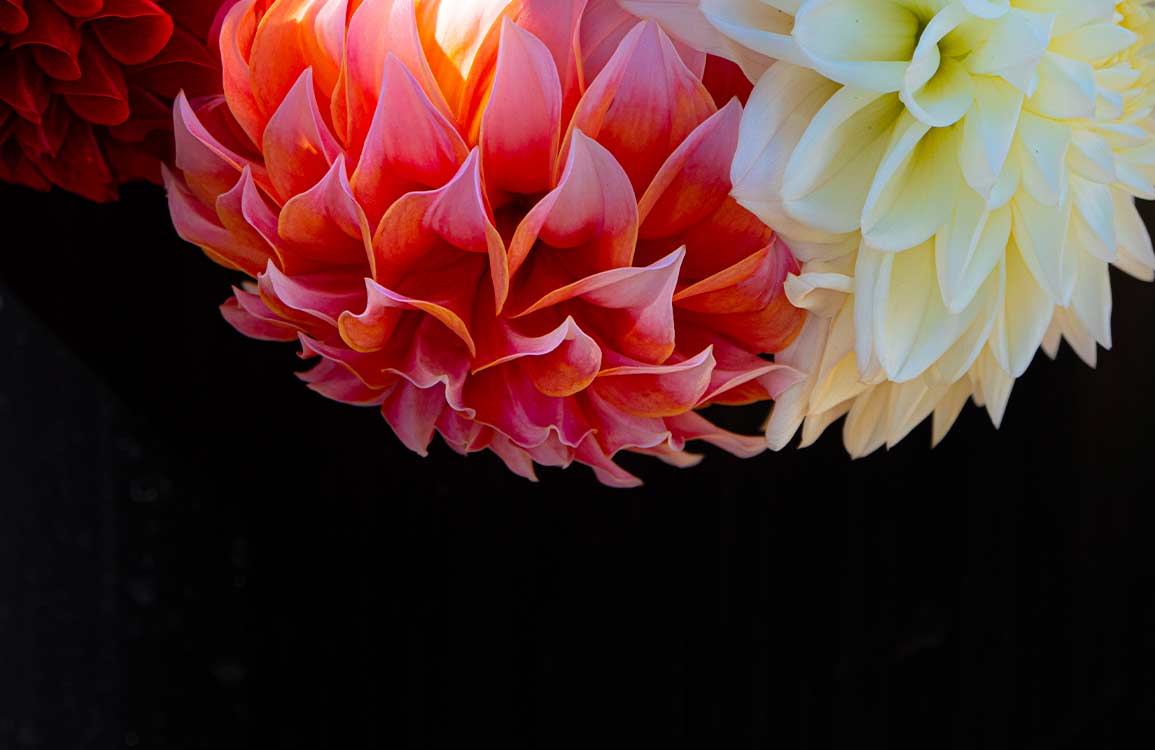 Elegant Dahlia Blooms Floral Mural Wallpaper in Vibrant Pink and Cream Tones
