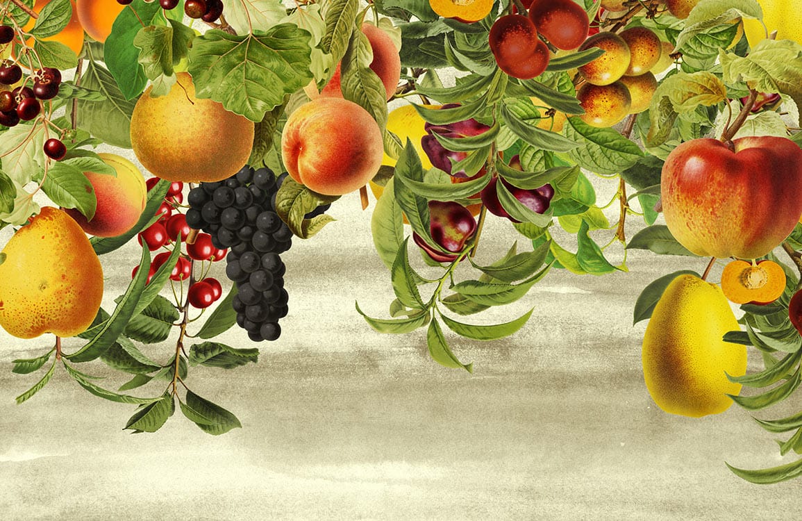 Vintage Orchard Fruit Mural Wallpaper with Rustic Autumnal Charm and Vibrant Colours