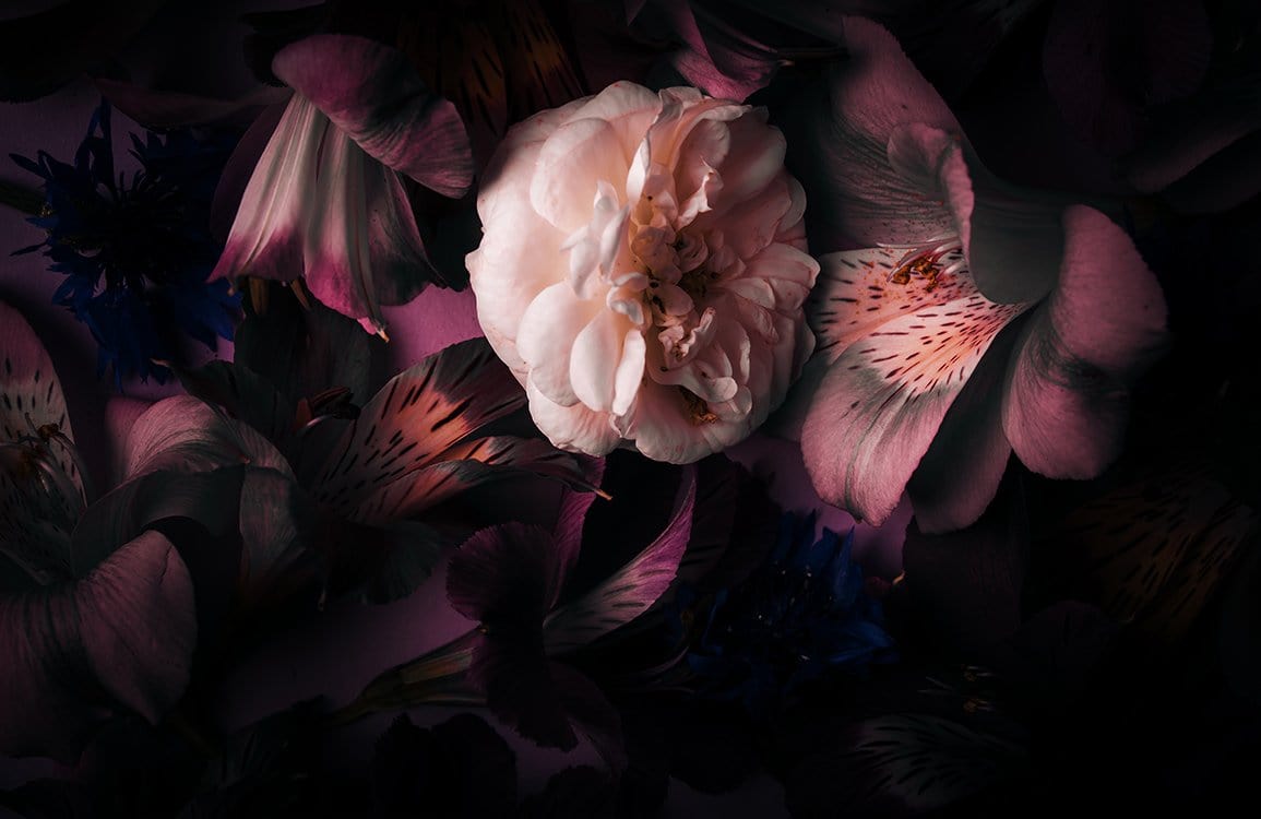 Elegant Dark Floral Wallpaper with Pink Blooms for Dramatic Interiors