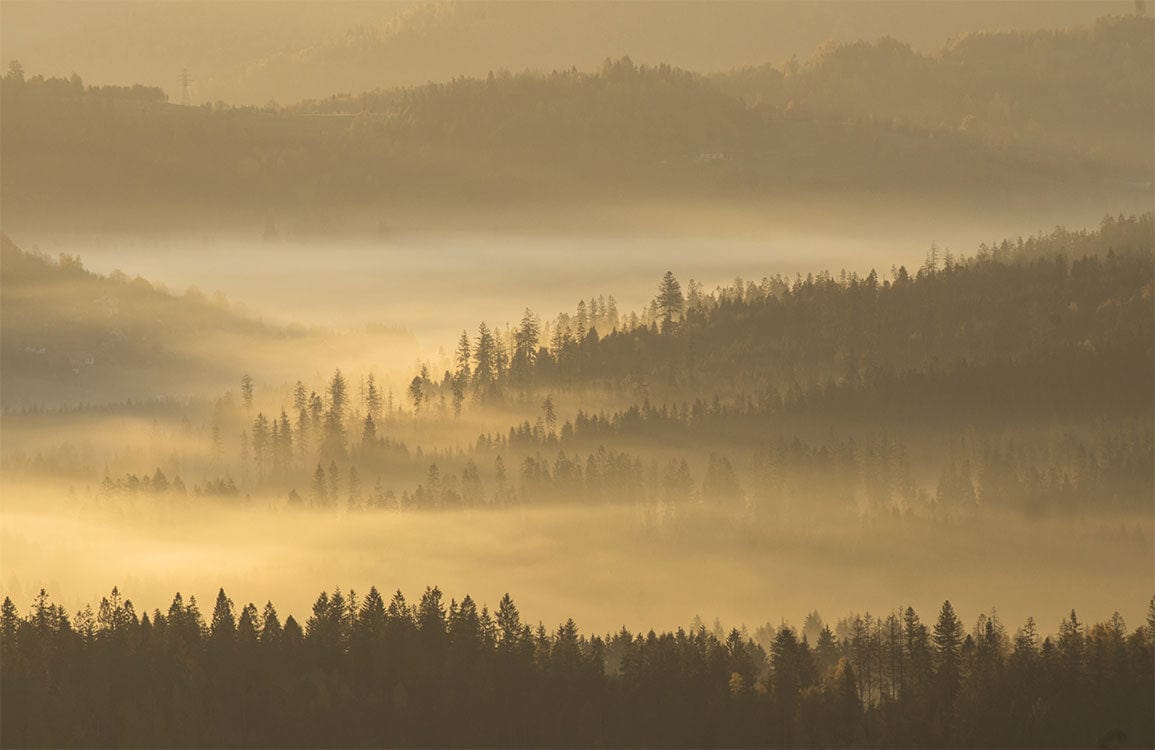 Golden Misty Morning Forest Landscape Mural Wallpaper for Tranquil Spaces