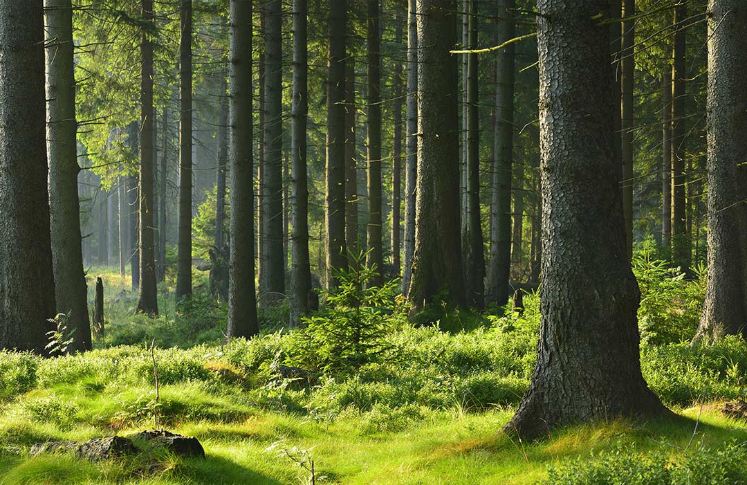 Tranquil Green Forest Scene Mural Wallpaper for Nature-Inspired Interiors