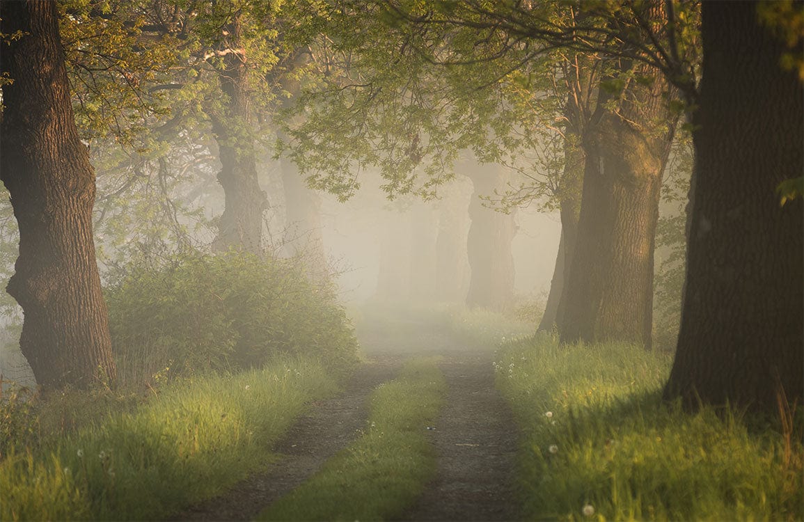 Enchanted Woodland Mist Photographic Mural Wallpaper in Green and Brown