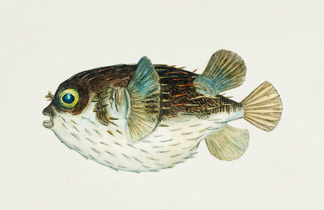 Vintage Nautical Pufferfish Wallpaper - Charming Aquatic Design in Soft Blues and Browns