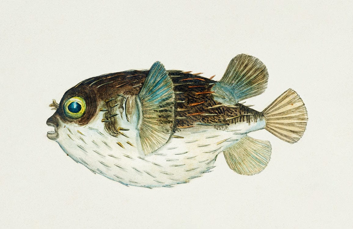 Vintage Nautical Pufferfish Wallpaper - Charming Aquatic Design in Soft Blues and Browns