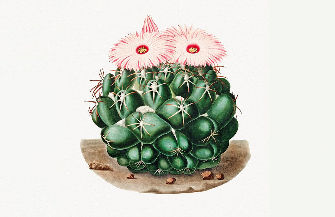 Green Cactus Vintage Botanical Flower Art Mural Wallpaper Design