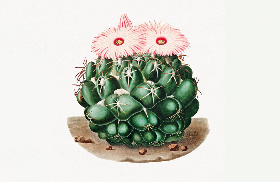 Green Cactus Vintage Botanical Flower Art Mural Wallpaper Design
