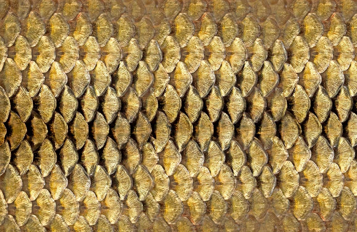 Golden Scales Luxury Wallpaper for Elegant and Sophisticated Interiors Decor