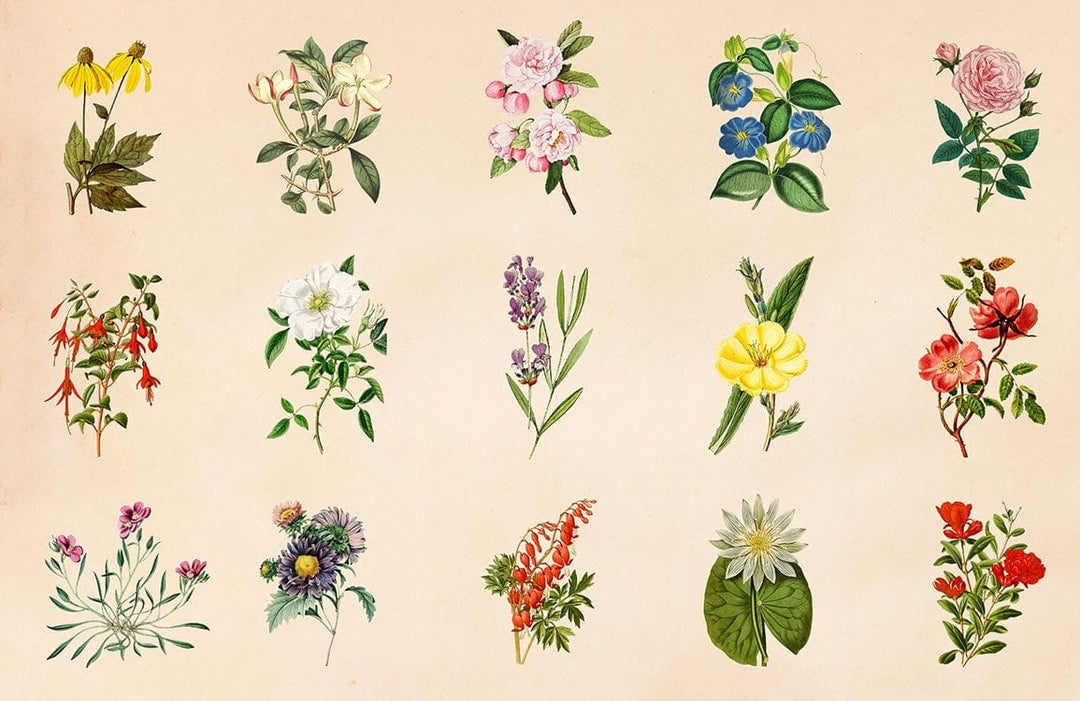 Vintage Botanical Floral Print Wallpaper with Soft Pastel Colours Design