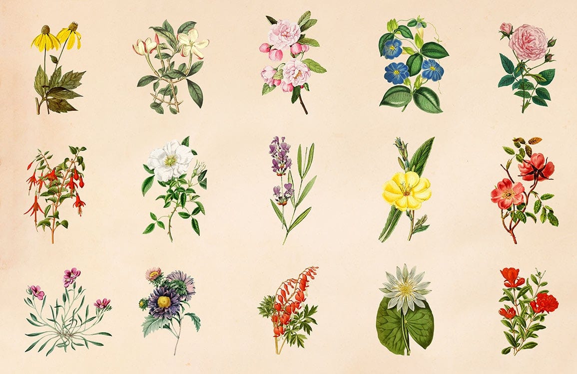 Flower Collection II Wallpaper Mural