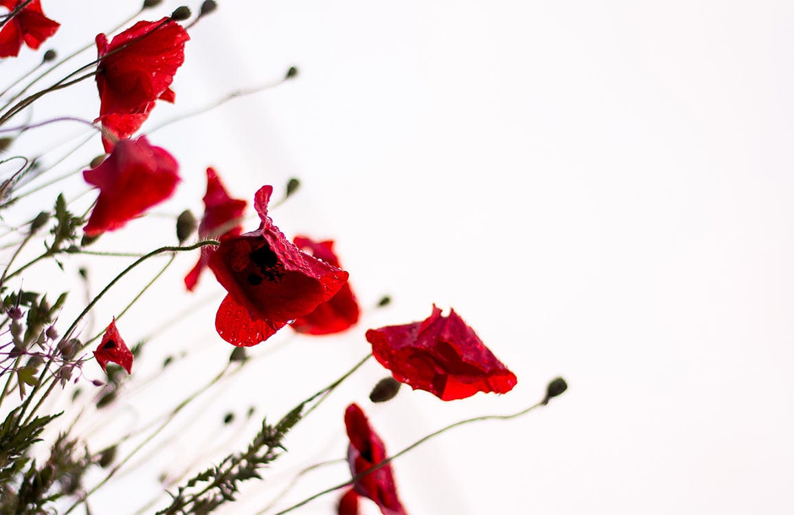 Elegant Red Poppy Floral Wallpaper: Modern Botanical Design for Home Decor