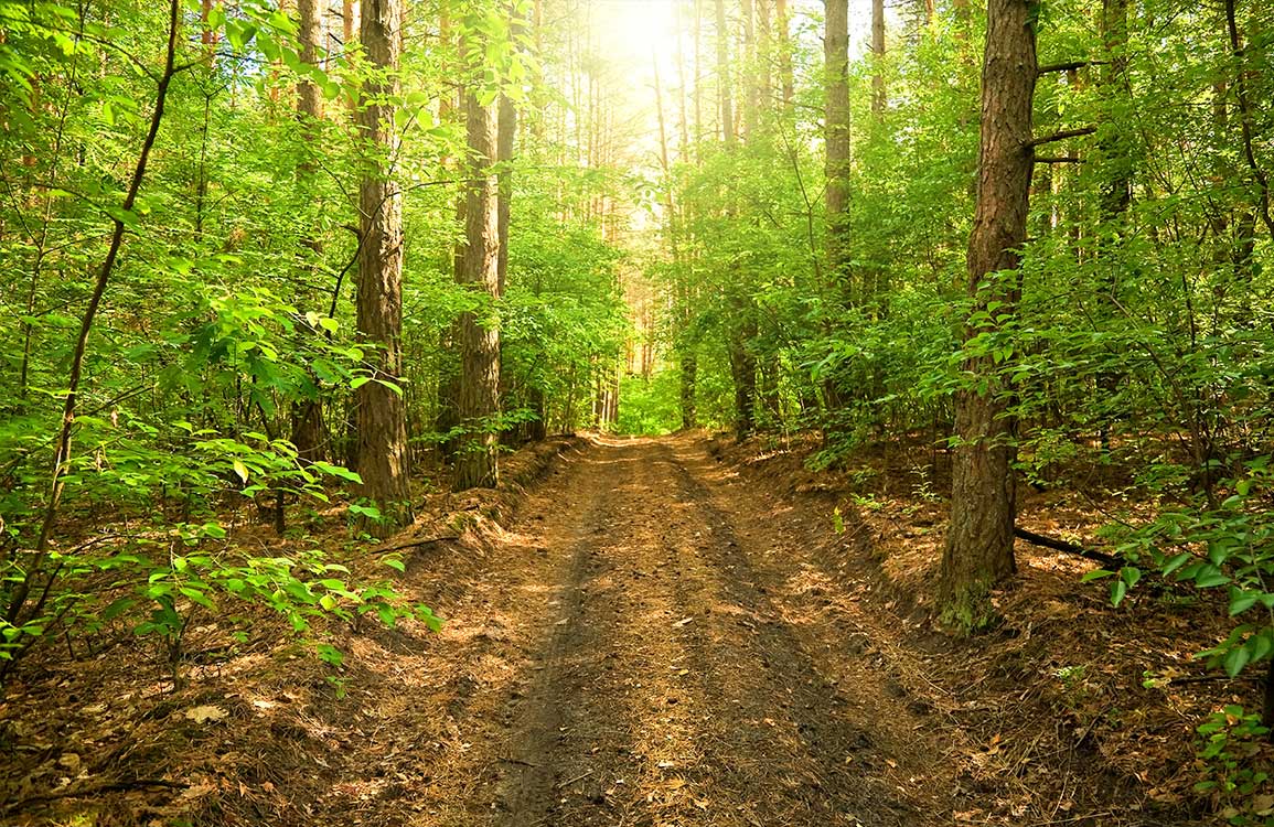 Sunlit Forest Path Mural Wallpaper: Lush Green Nature Escape Décor