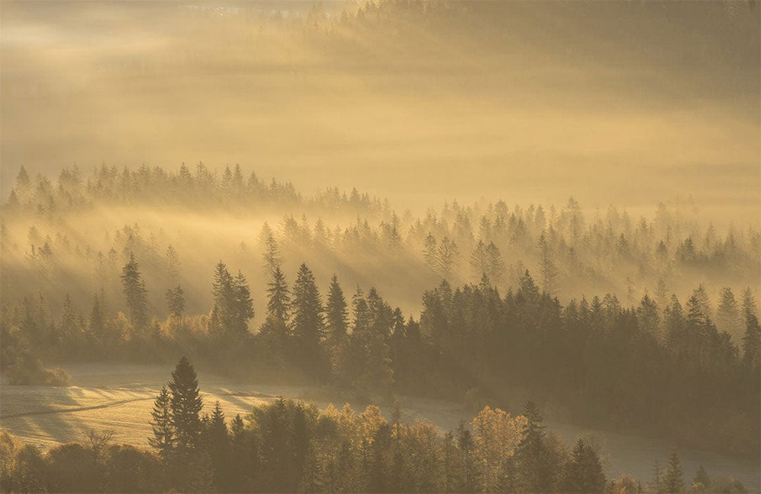 Golden Misty Forest Landscape Mural Wallpaper - Tranquil Nature Scene