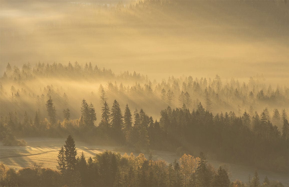 Golden Misty Forest Landscape Mural Wallpaper - Tranquil Nature Scene