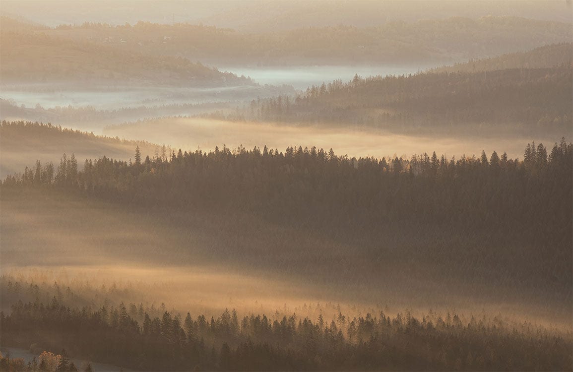Tranquil Sunrise Woodland Mural Wallpaper in Golden Misty Forest Theme