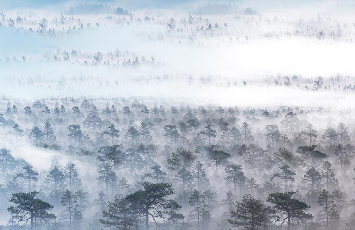Serene Misty Forest Landscape Mural Wallpaper in Soft Blue Tones