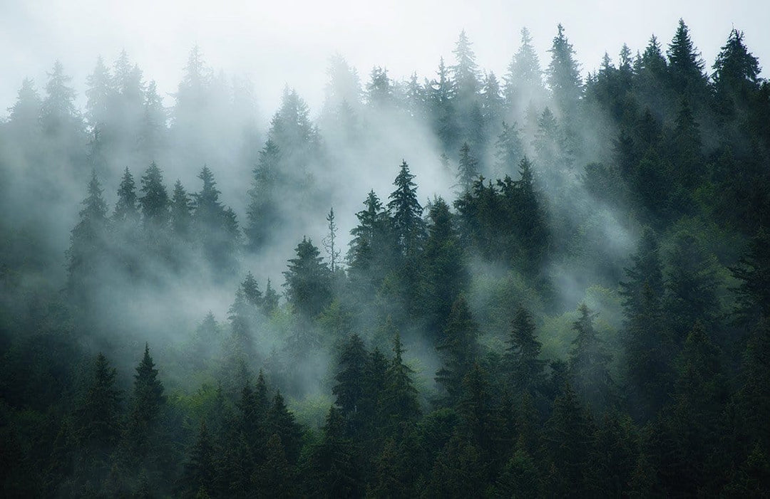 Enchanted Misty Forest Mural Wallpaper - Serene Green Woodland Escape