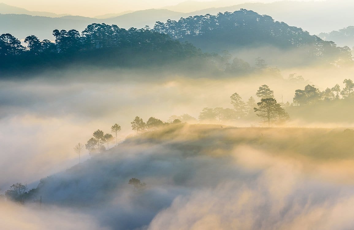 Mystical Foggy Forest Landscape Mural Wallpaper in Serene Blue and Green