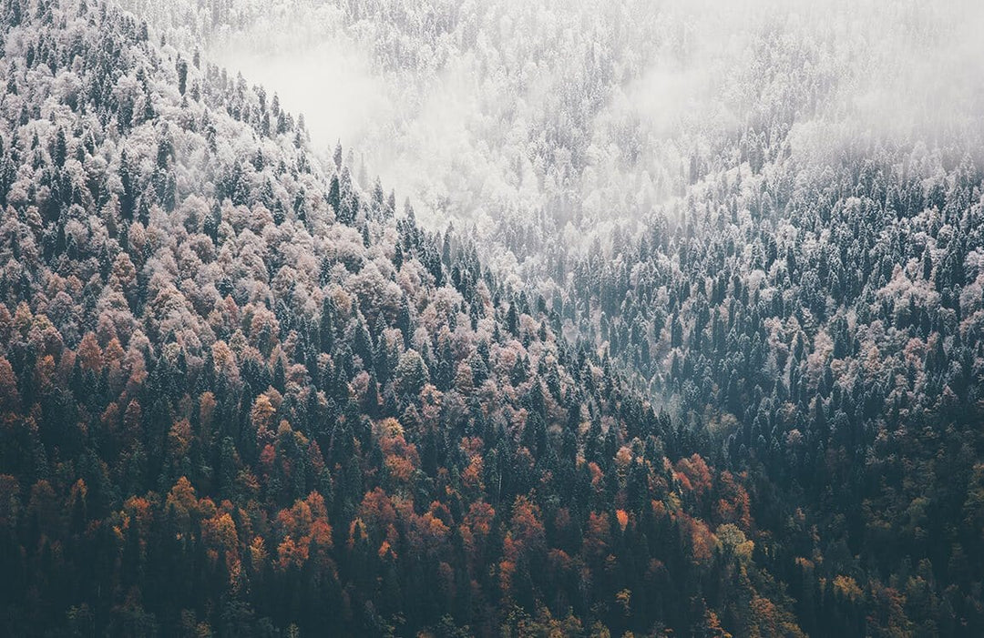 Enchanting Autumn Woodland Mural Wallpaper in Misty Forest Landscape Design