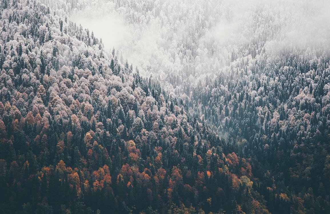 Enchanting Autumn Woodland Mural Wallpaper in Misty Forest Landscape Design