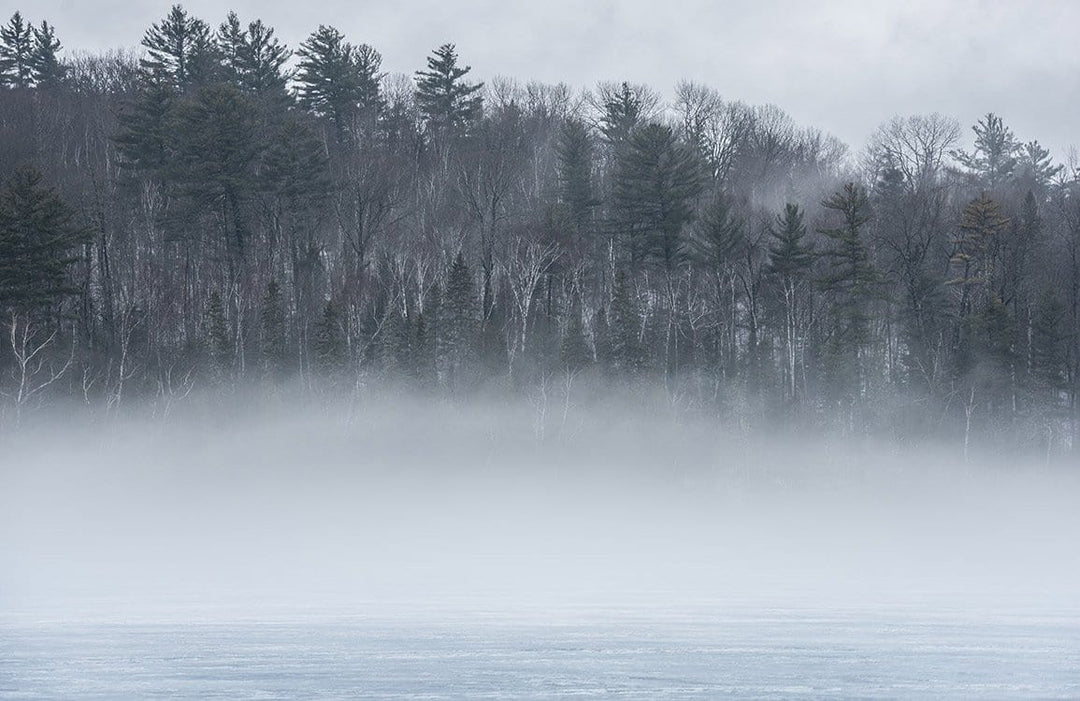 Serene Misty Forest Murals: Tranquil Grey Nature Wallpaper Design