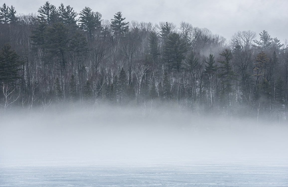 Serene Misty Forest Murals: Tranquil Grey Nature Wallpaper Design