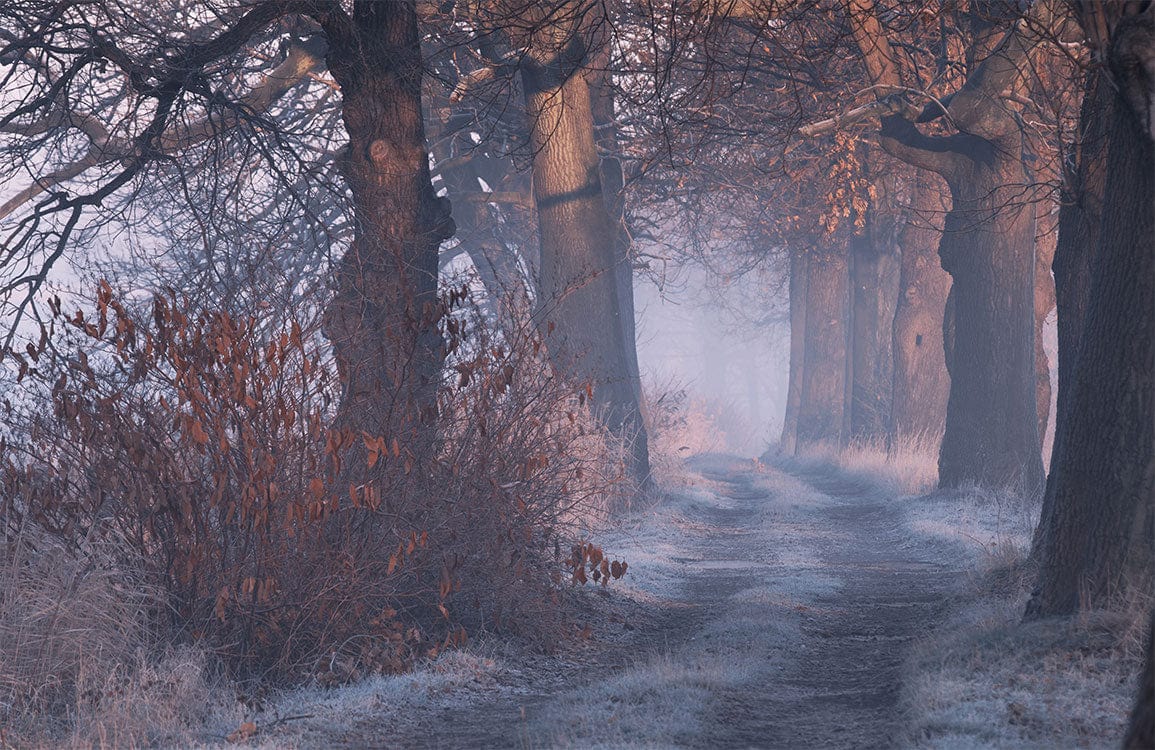 Frosty Woodland Path Landscape Mural Wallpaper - Rustic Winter Atmosphere Decor