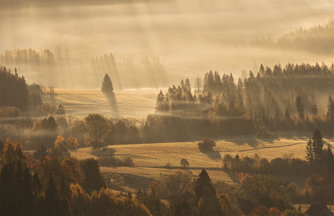 Golden Sunrise Forest Landscape Mural Wallpaper - Tranquil Autumn Morning Scene