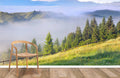 Forest Fog Wallpaper Mural