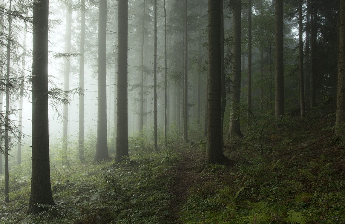 Misty Forest Green Nature Mural Wallpaper for Serene Interiors Decor