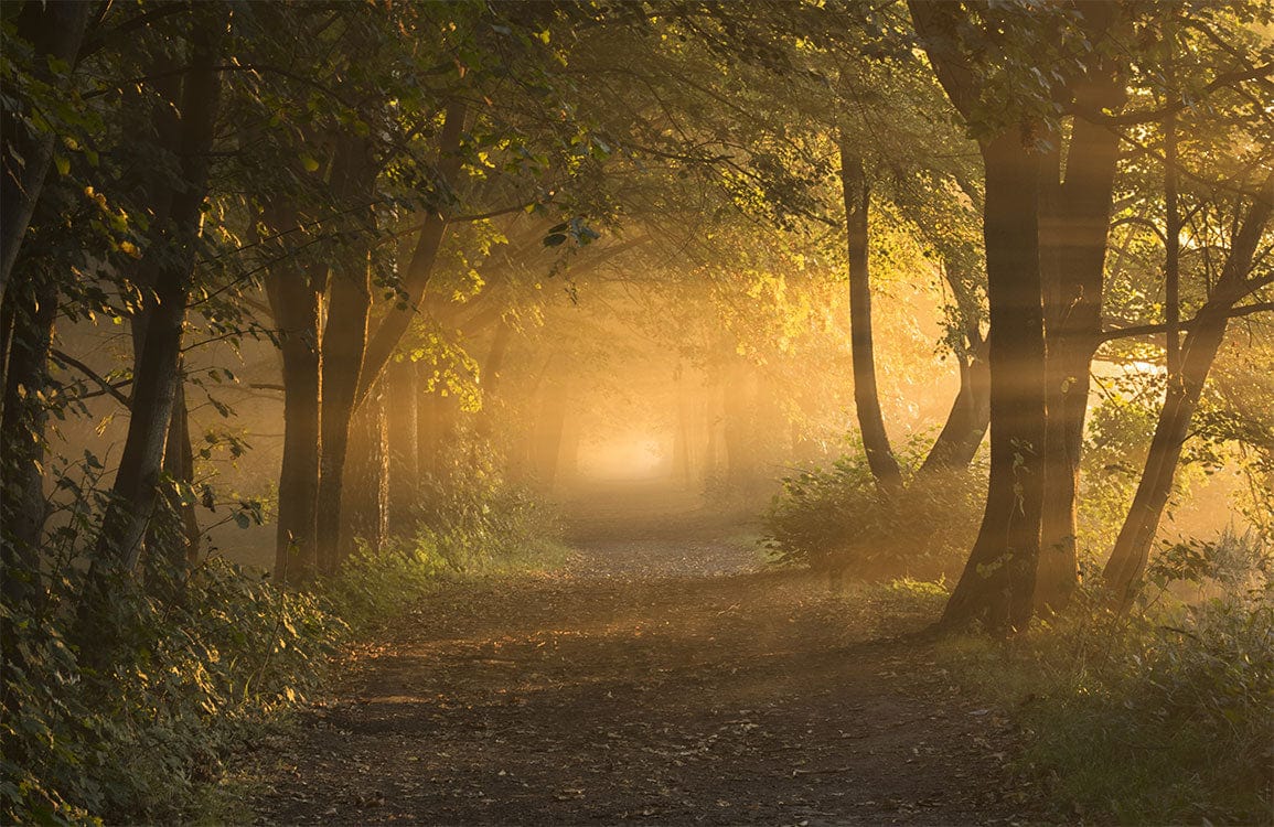 Mystical Sunrise Forest Path Wallpaper - Warm Golden Nature Scene