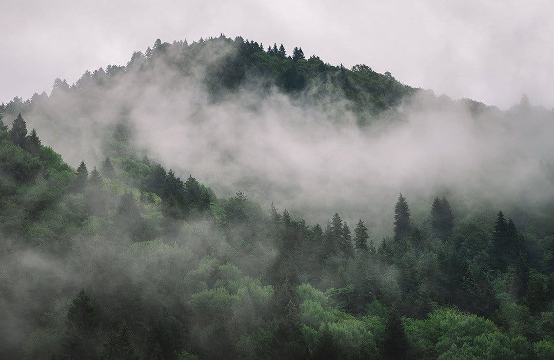 Enchanted Misty Forest Green Scenic Nature Landscape Mural Wallpaper Décor