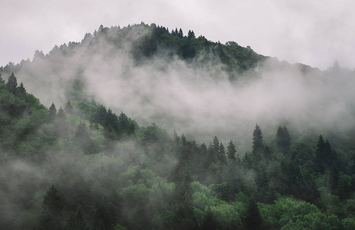 Enchanted Misty Forest Green Scenic Nature Landscape Mural Wallpaper Décor