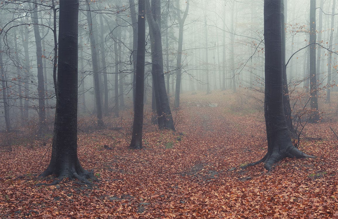 Misty Autumn Forest Mural Wallpaper: Tranquil Woodland Scene in Warm Hues