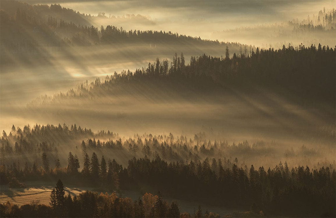 Serene Misty Forest Landscape Mural Wallpaper in Warm Earthy Tones