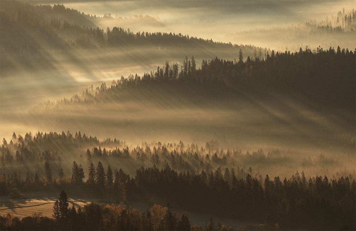 Serene Misty Forest Landscape Mural Wallpaper in Warm Earthy Tones