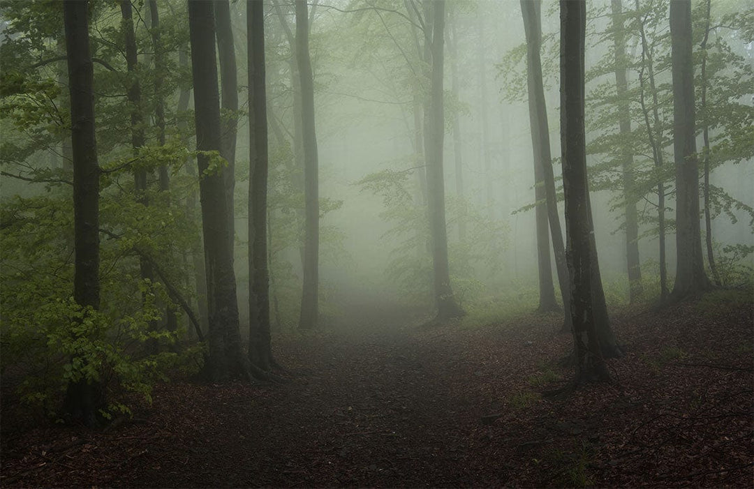 Enchanted Misty Forest Green Nature Mural Wallpaper for Tranquil Interiors
