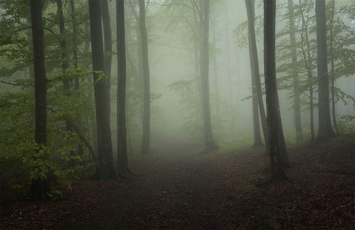 Enchanted Misty Forest Green Nature Mural Wallpaper for Tranquil Interiors
