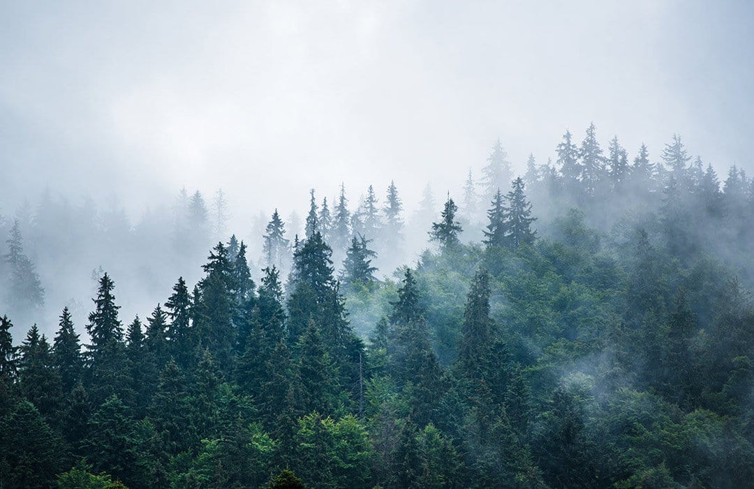 Misty Green Forest Mural Wallpaper - Atmospheric Nature Landscape Design