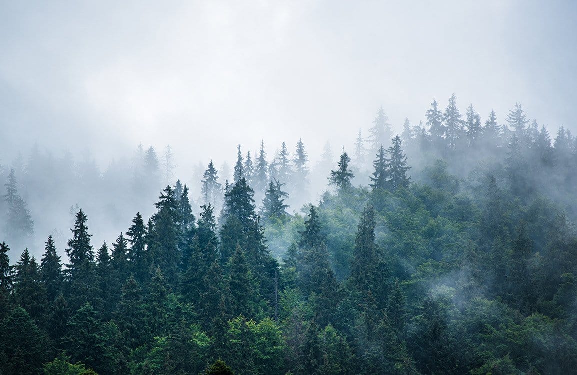 Misty Green Forest Mural Wallpaper - Atmospheric Nature Landscape Design