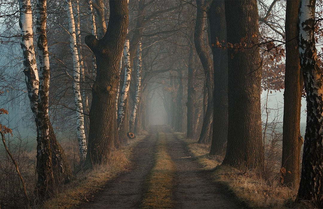 Enchanted Forest Path Mural Wallpaper - Mystical Autumn Woodland Scene Decor