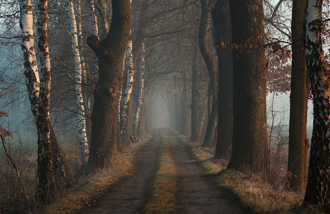 Enchanted Forest Path Mural Wallpaper - Mystical Autumn Woodland Scene Decor