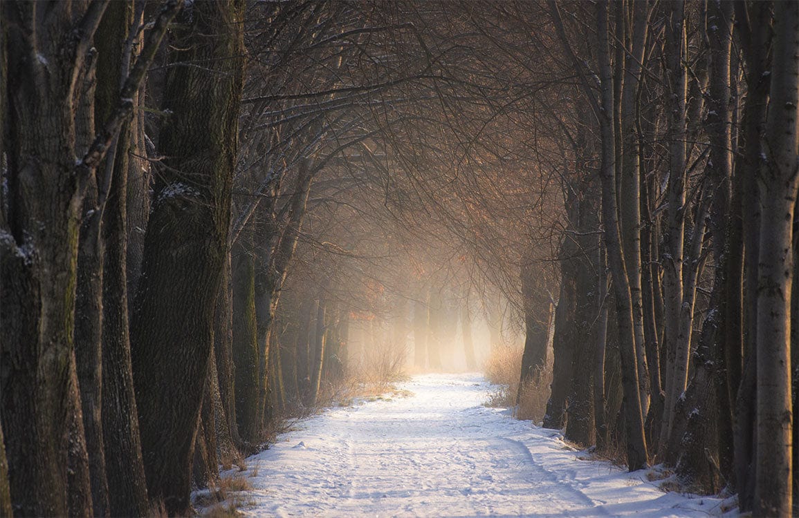 Enchanted Winter Woodland Path Mural Wallpaper in Serene Natural Tones