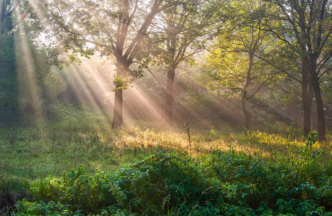 Serene Morning Forest Landscape Wallpaper with Sunlight and Lush Greenery