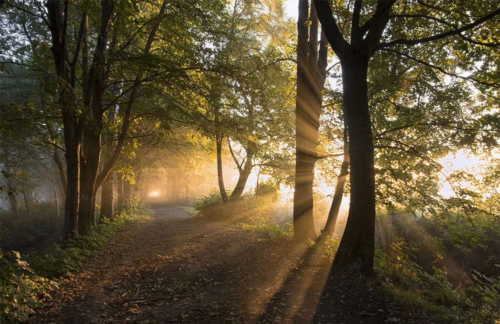 Golden Forest Sunlight Path Mural Wallpaper - Tranquil Nature Scene Décor