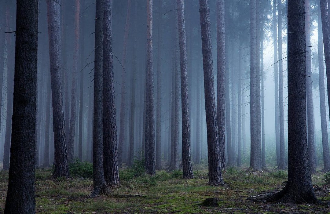 Mystical Misty Forest Mural Wallpaper: Enchanting Blue-Grey Woodland Escape